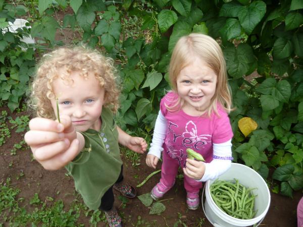 2 children harvesting beans